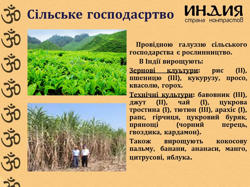 Сільське господасртво        Провідною галуззю сільського господарства є